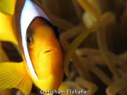 Clownfish and anemone. 
using Canon G12, with Ikelite Ho... by Hisham Elshafie 